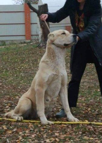 Среднеазиатская овчарка алабай: история и особенности ухода за собакой (с фото)