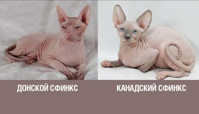 Кошки породы донской сфинкс, особенности характера и разновидности окрасов, фото кошек