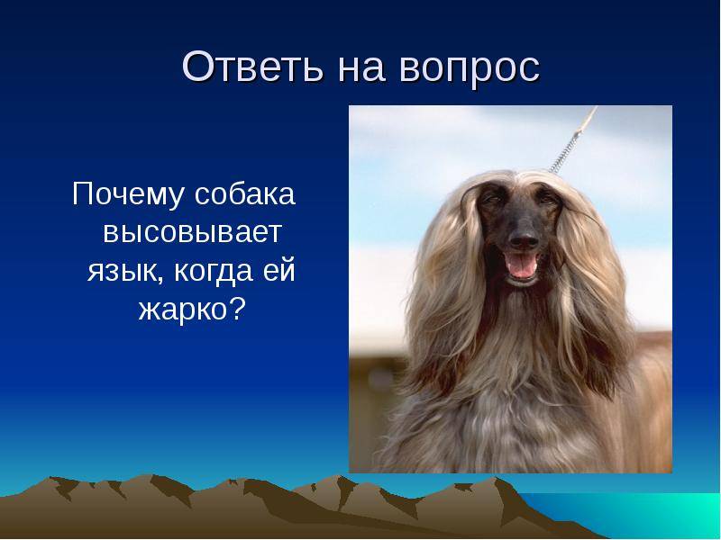 ᐉ собака с языком на бок фото - zoomanji.ru