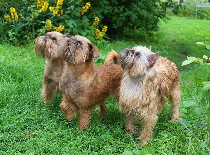 Вандейский бассет-гриффон: описание породы с фото, рекомендации по уходу за собакой