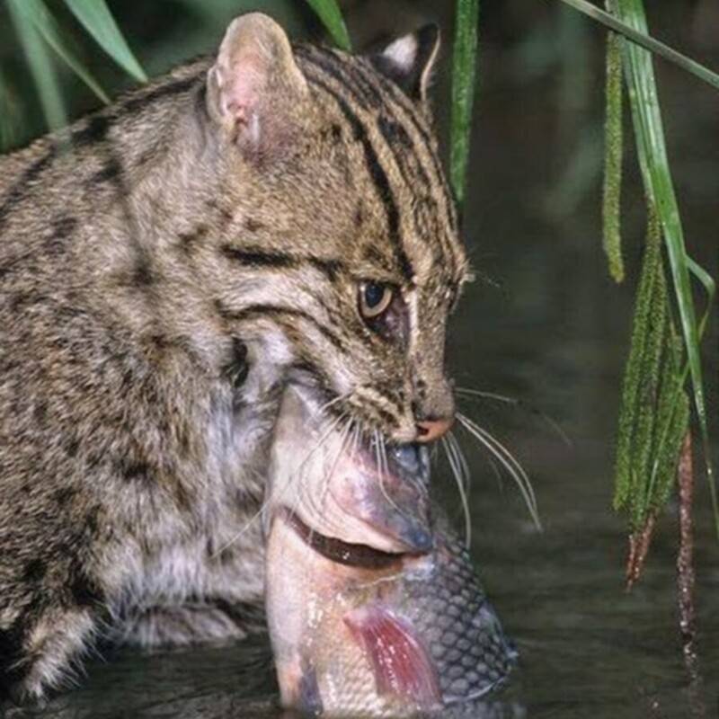 Кот-рыболов – виверровый кот: описание, фото, уход, характер, цена