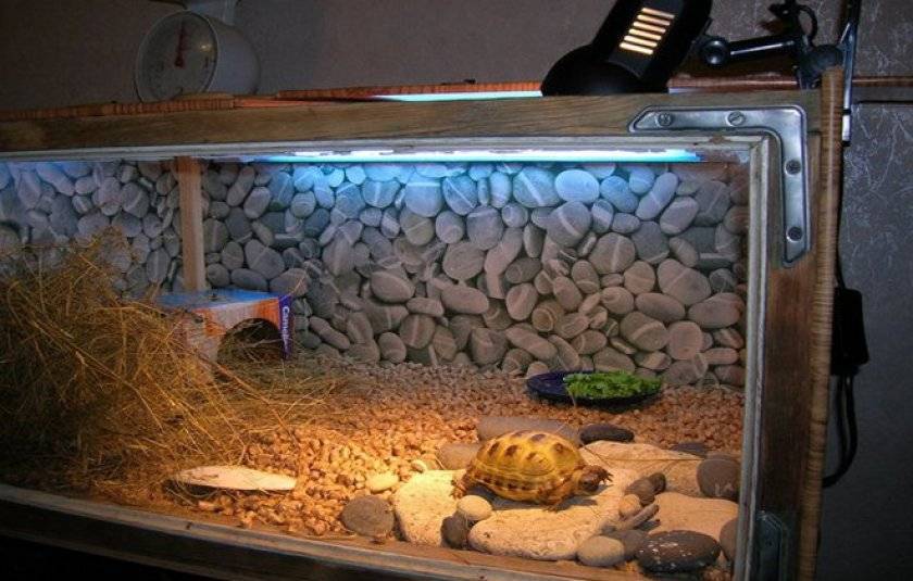 Террариум для черепах - как обустроить дом для сухопутной и водоплавающей черепахи?