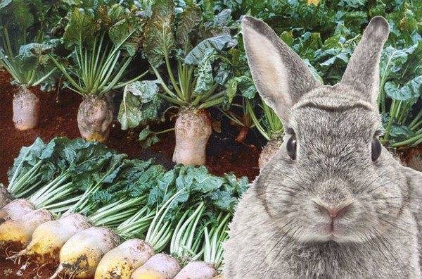 ᐉ можно ли дать кроликам редиску или ботву от нее? - zooon.ru