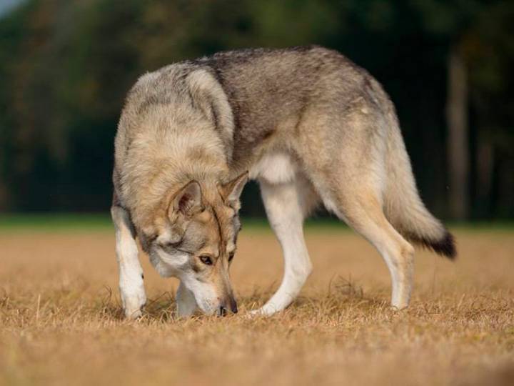 Волчья собака сарлоса (саарлоосвольфхунд, саарлоос вольфхонд, саарлосс: фото, купить, видео, цена, содержание дома