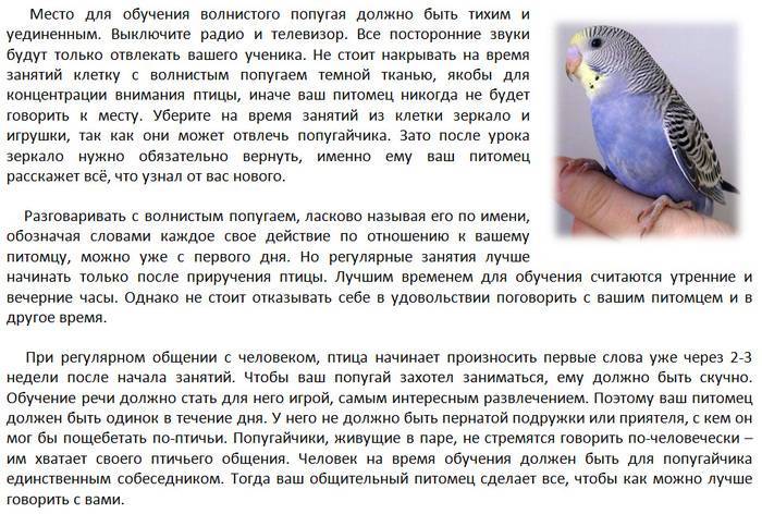 Волнистый попугай: как определить возраст, советы