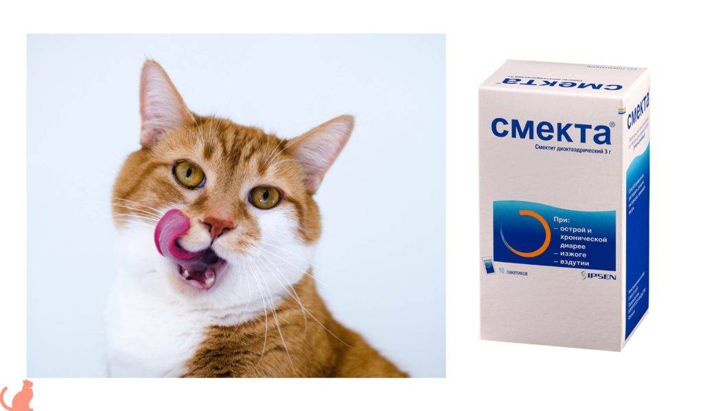 Таблетки и лекарства для кошек от поноса: список всех возможных лекарственных средств и их дозировка