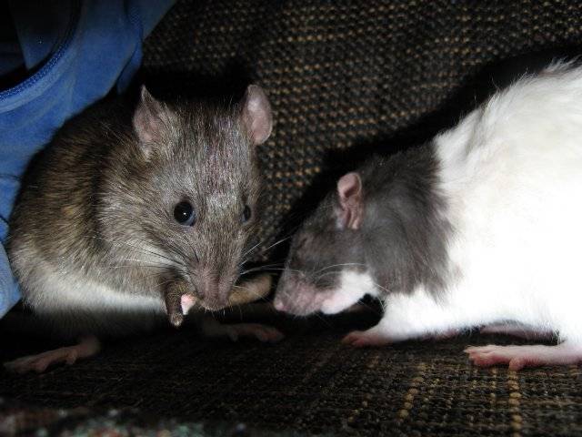 ᐉ сколько живут мыши в домашних условиях? - zoomanji.ru