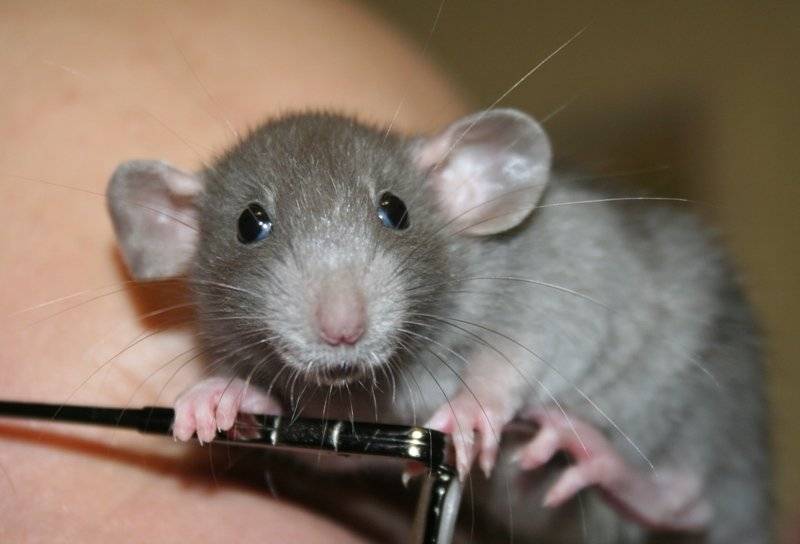Как понять, что крыса умирает и что делать после гибели питомца