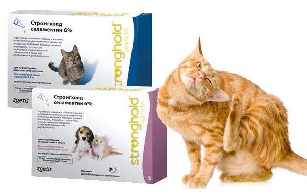 Стронгхолд для кошек: инструкция по применению, отзывы и рекомендации ветеринаров на лекарство, другие аналоги