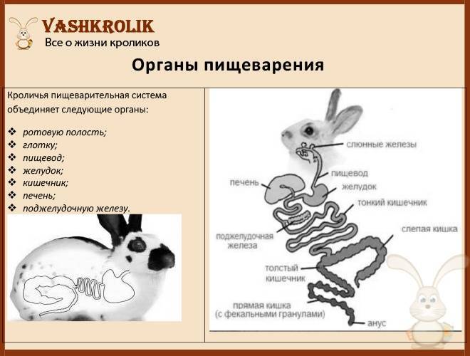 Слепая кишка кролика