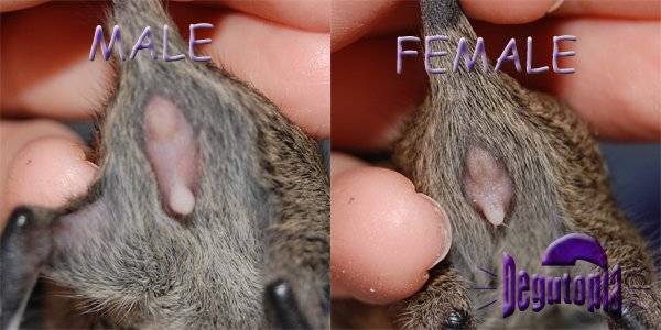 Как определить пол мыши: как узнать, мышь мальчик или девочка, как понять, какого пола мышонок