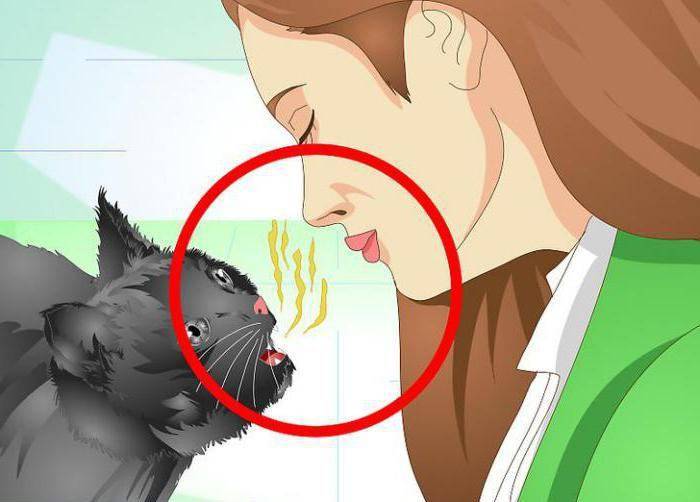 Запах изо рта у кошки: причины заболевания и что можно сделать