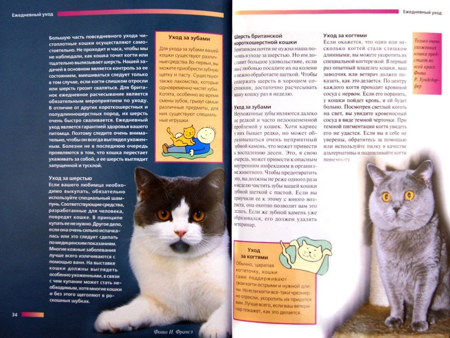 Нибелунг: кошки и коты