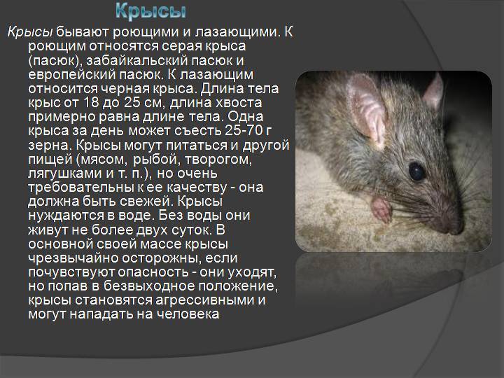 ᐉ крысята дамбо описание породы - zoomanji.ru