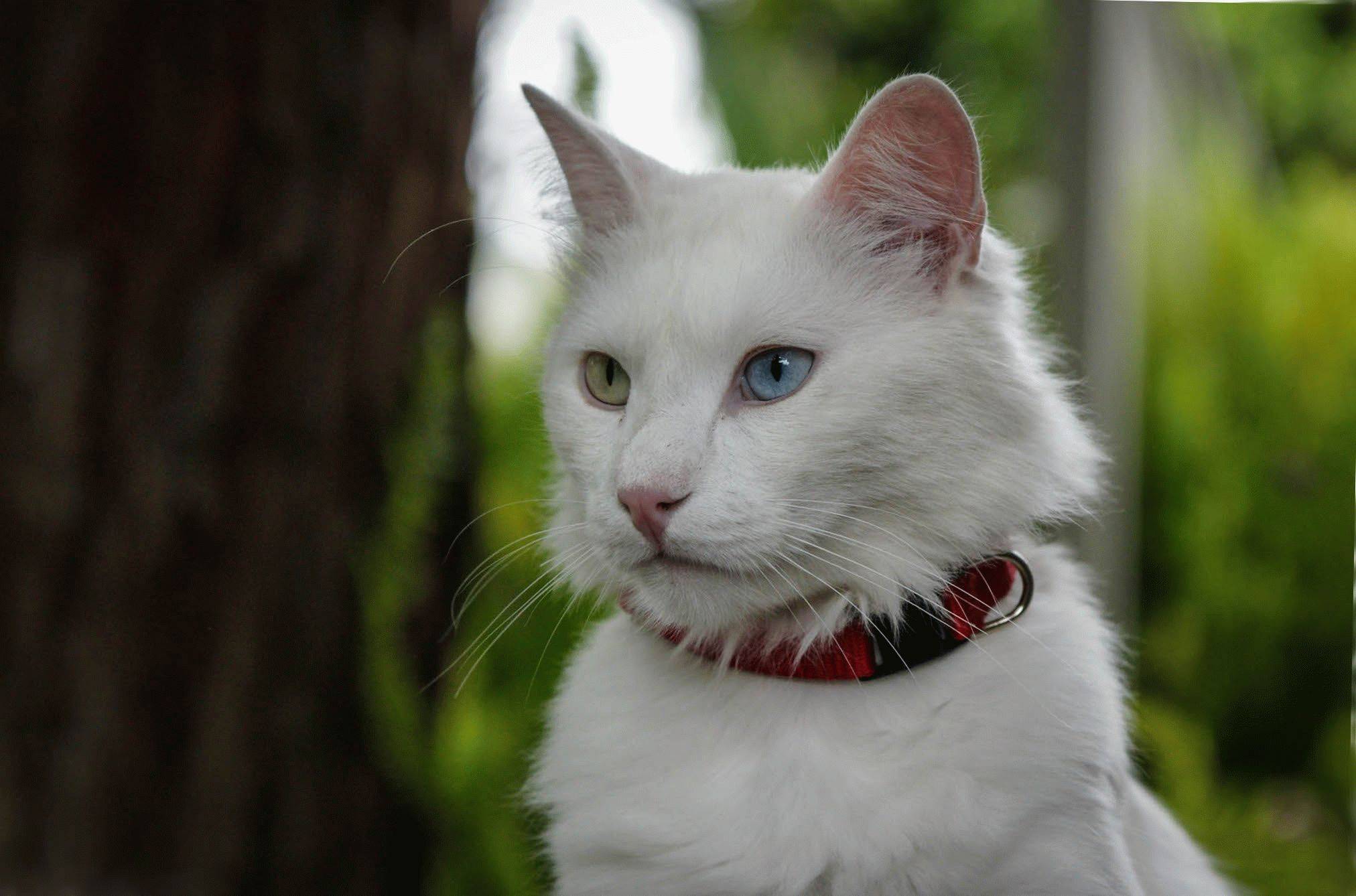 Какие гены отвечают за окрасы домашних любимцев, и какие бывают окрасы кошек - мир кошек