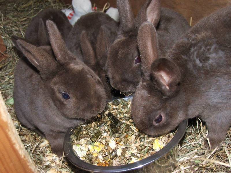 Кролики 1 месяц. чем кормить маленьких крольчат?