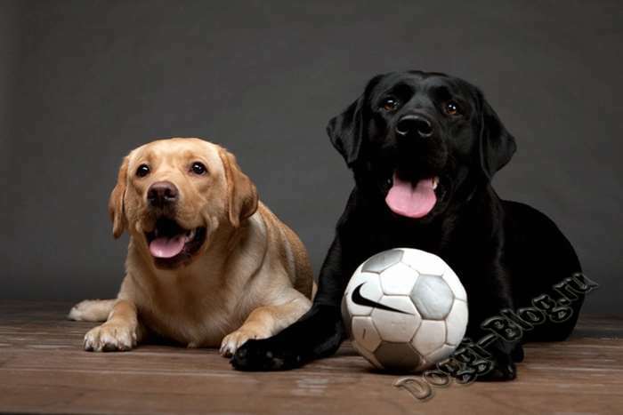 Дрессировка лабрадора: обучение и воспитание щенка, команды