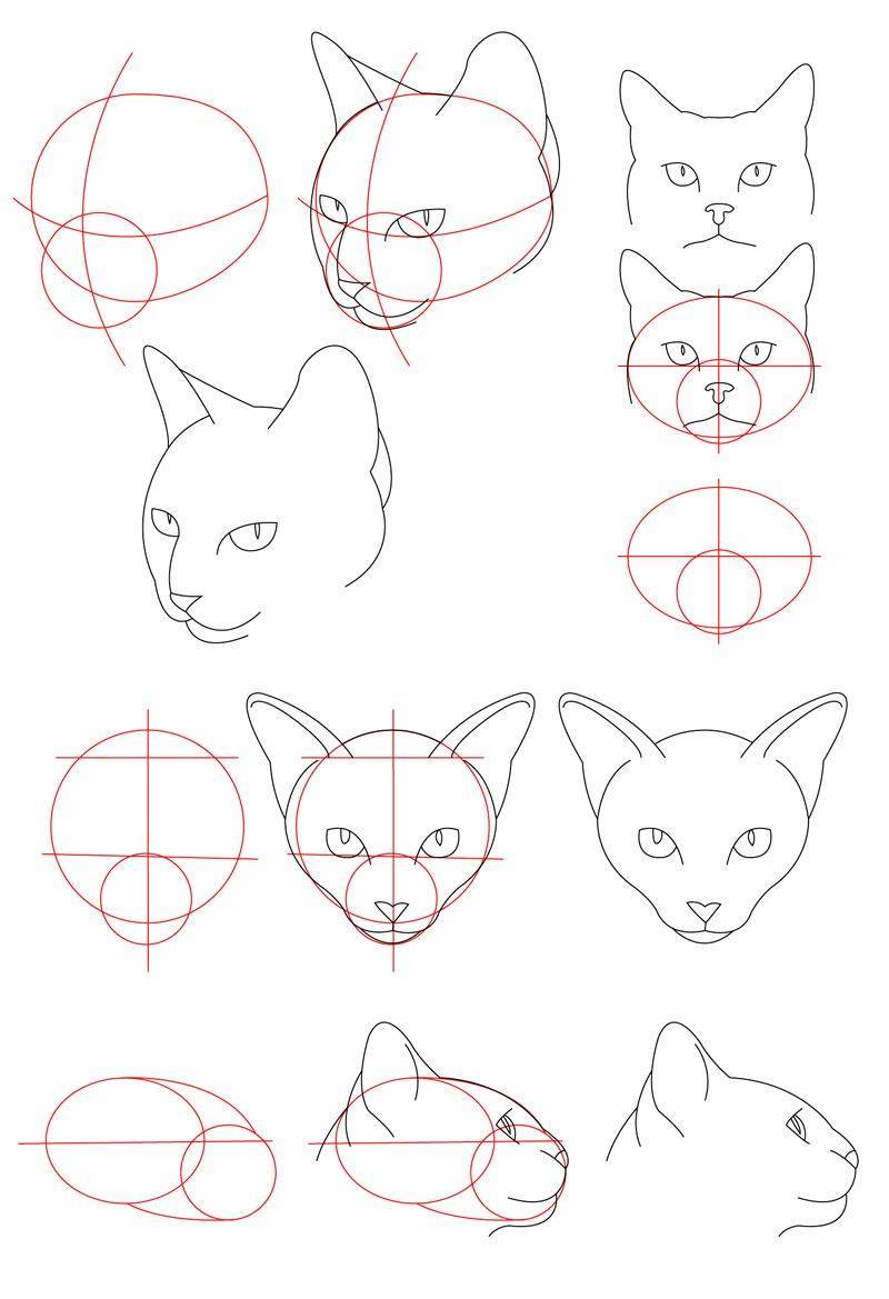 Учимся рисовать поэтапно для начинающих с нуля. Уроки рисования кошек. Схема рисования кошки. Анатомия морды кошки. Кошка рисунок карандашом.
