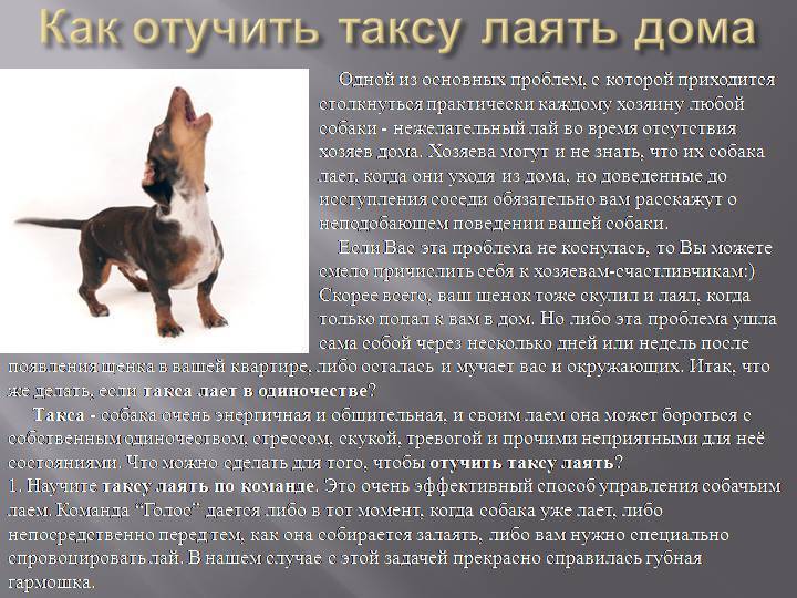 Как отучить собаку лаять в доме непросто, но это достижимо, если следовать нашим инструкциям - kupipet.ru