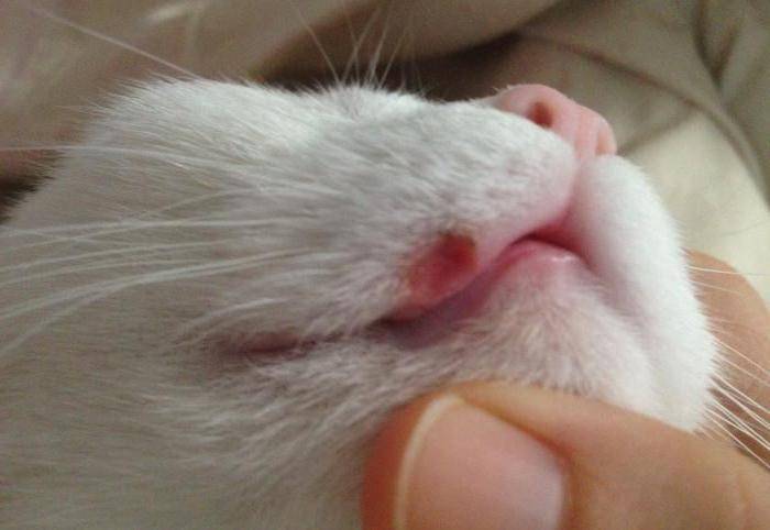 Гангренозный стоматит у кошек и котов | признаки, симптомы и лечение