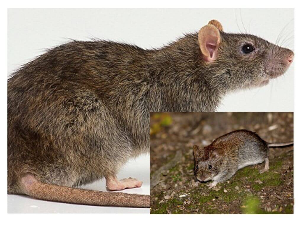 Как отличить мышь. Шерстистая крыса. Интересные факты о мышах и крысах.