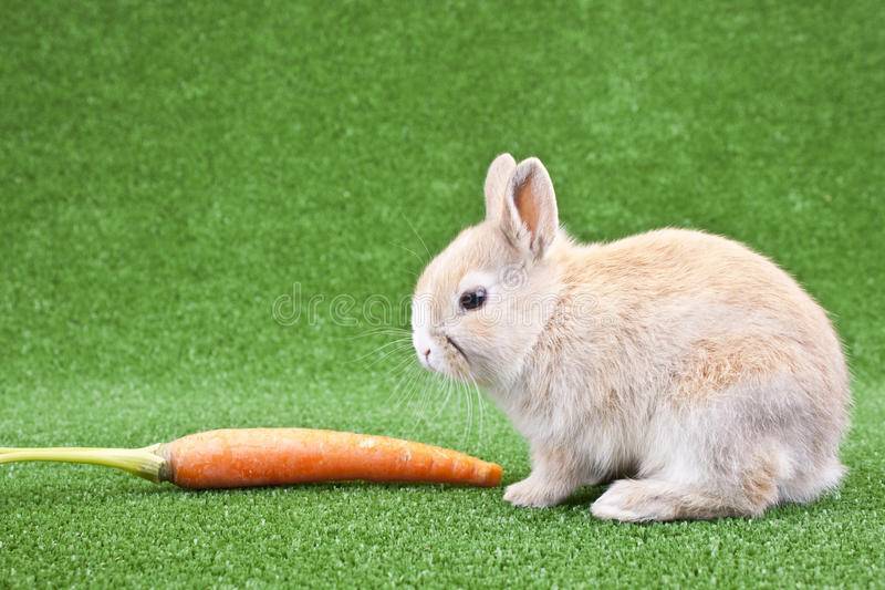 Можно ли кроликам давать морковь и морковную ботву