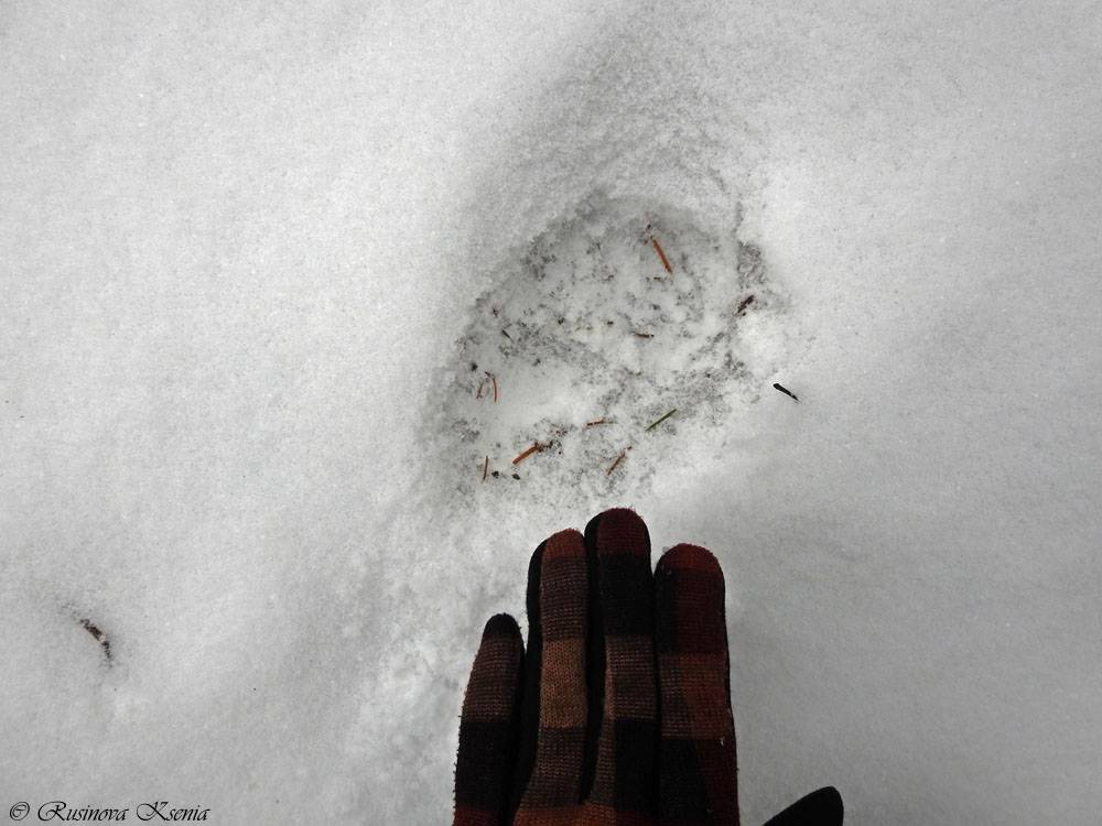Следы крысы на снегу – фото и описание |