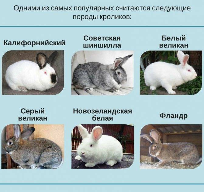 Кролики на мясо породы: бройлерные и мясные, основы разведения и содержания