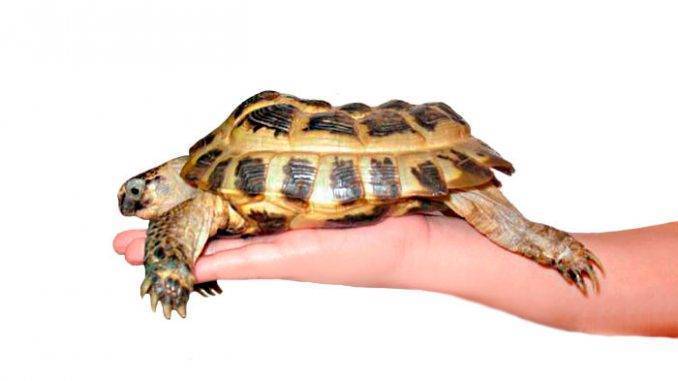 Рахит у черепах: сухопутные, водные, как лечить и профилактика