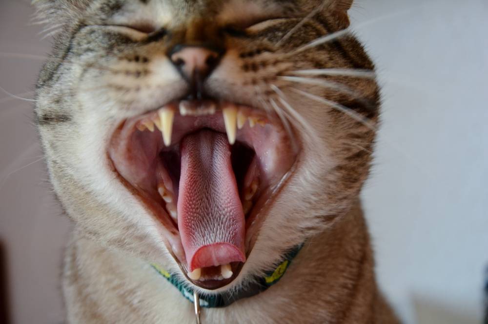 Почему кошка высовывает язык. рассказывает эксперт