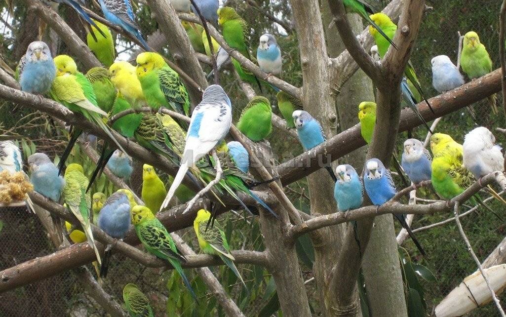 Родина волнистых попугаев: откуда родом и где живут в природе