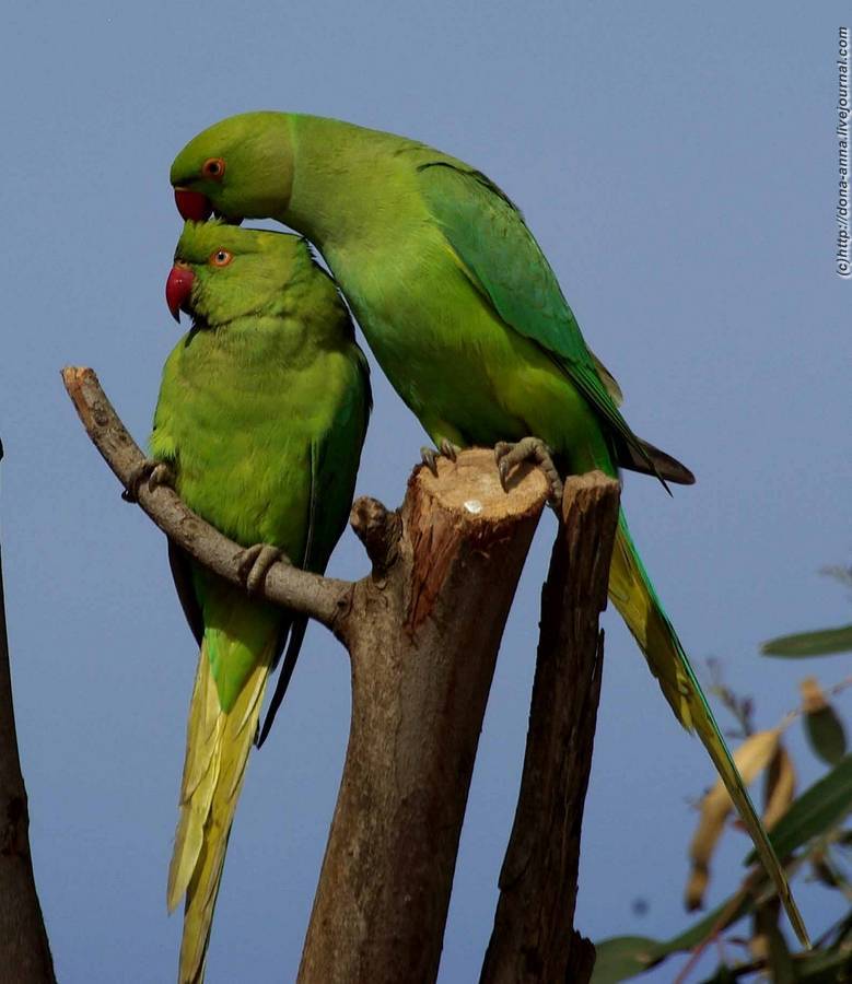 Сколько живут ожереловые. Ожереловый попугай зеленый. Ожереловый попугай гнездо. Большой ожереловый попугай. Ожереловый попугай и волнистый.