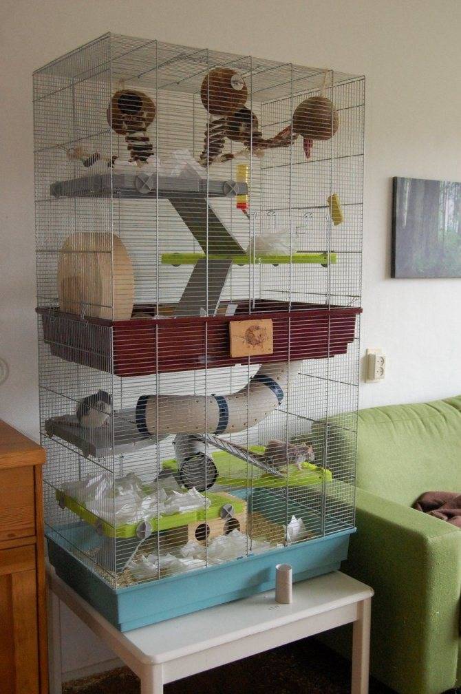 Клетки для грызунов (45 фото): большой домик с поилкой и витрина. пластиковую или деревянную клетку лучше выбрать для мелких грызунов?