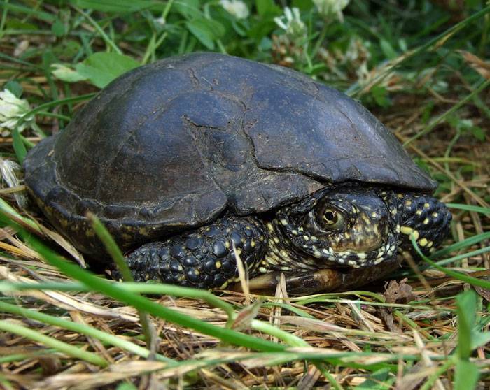 Болотная черепаха – как нужно правильно содержать такого питомца в домашних условиях?