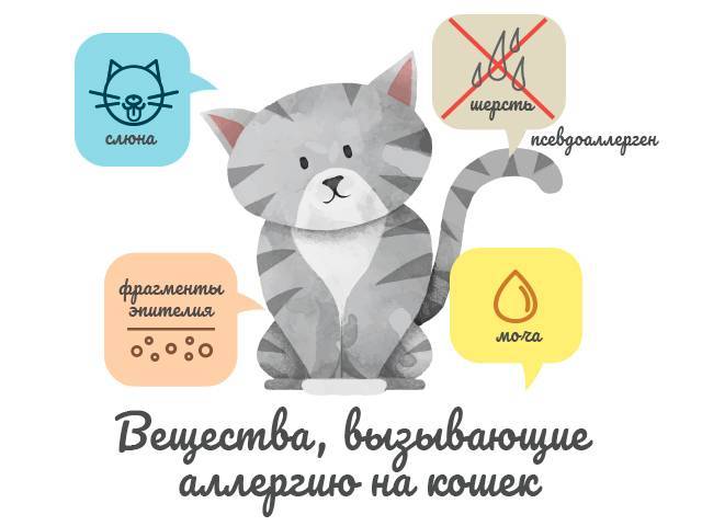 Аллергия на корм у кошек - симптомы, лечение, причины, фото, профилактика