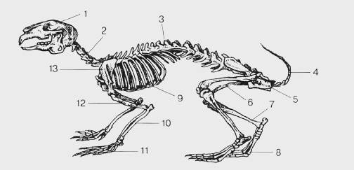Скелет и тело кролика: особенности и строение