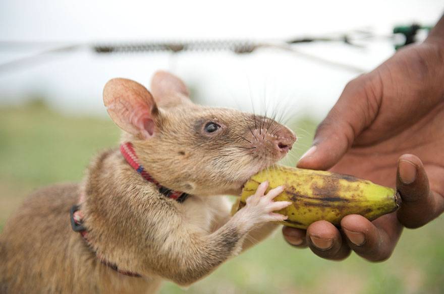Гамбийская хомяковая (сумчатая) крыса: описание и aреал обитания