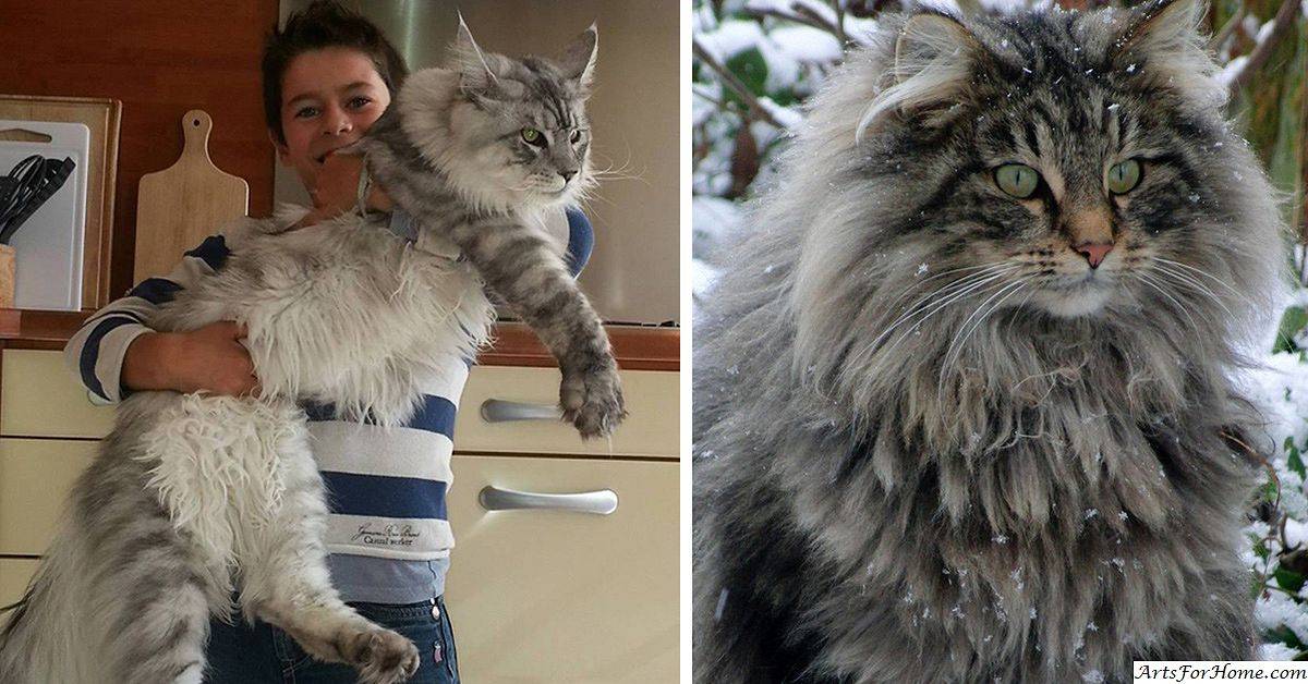 Самый большой кот в мире, фото крупнейших представителей домашних кошек