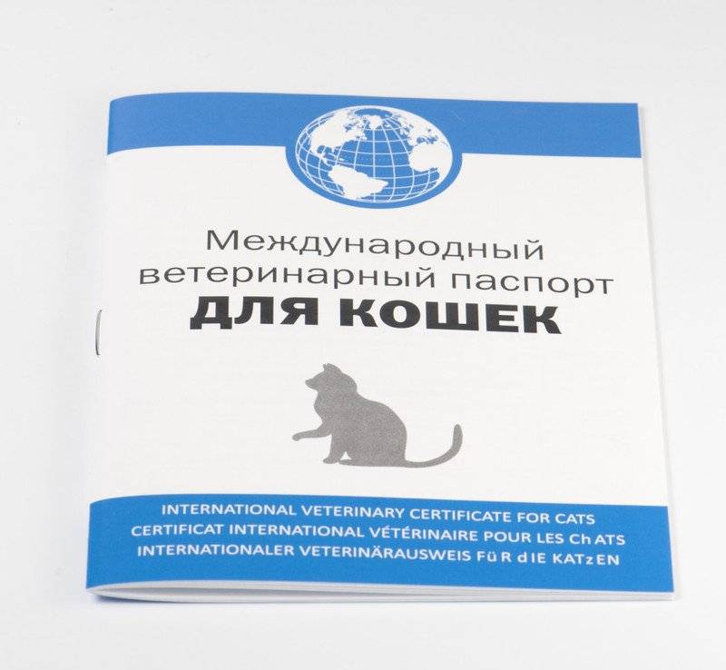 Ветеринарный паспорт для кошки: все о покупке, внесении данных и использовании документа, международные и обычные образцы, процедура и стоимость оформления