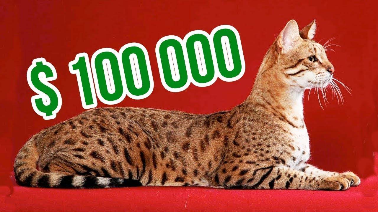 Самые дорогие породы кошек: описание и фото с названиями