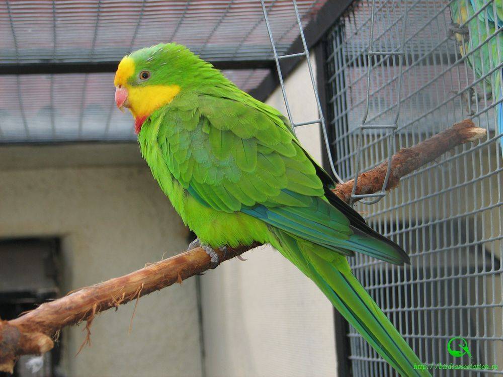 Средние попугаи: виды и породы, фото