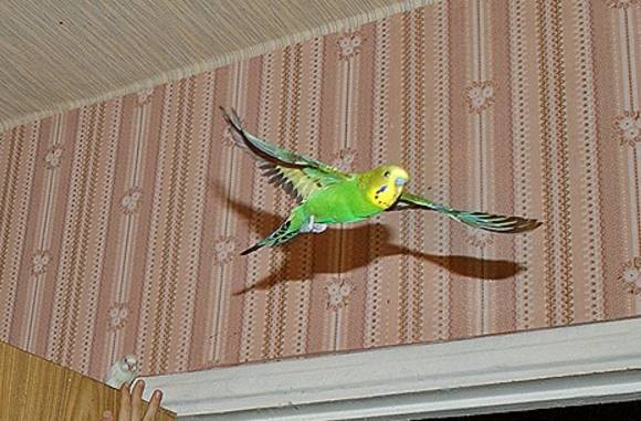 Попугай улетел. как поймать потерявшегося попугая на улице