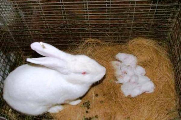 Cколько длится беременность у кроликов?