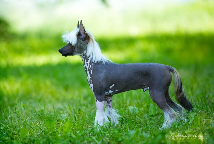 Сколько лет живут собаки породы китайская хохлатая