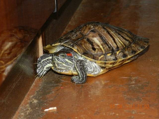 Рахит у черепах: сухопутные, водные, как лечить и профилактика