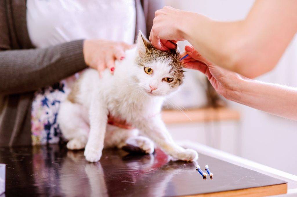 ᐉ как чистить уши кошке? - ➡ motildazoo.ru
