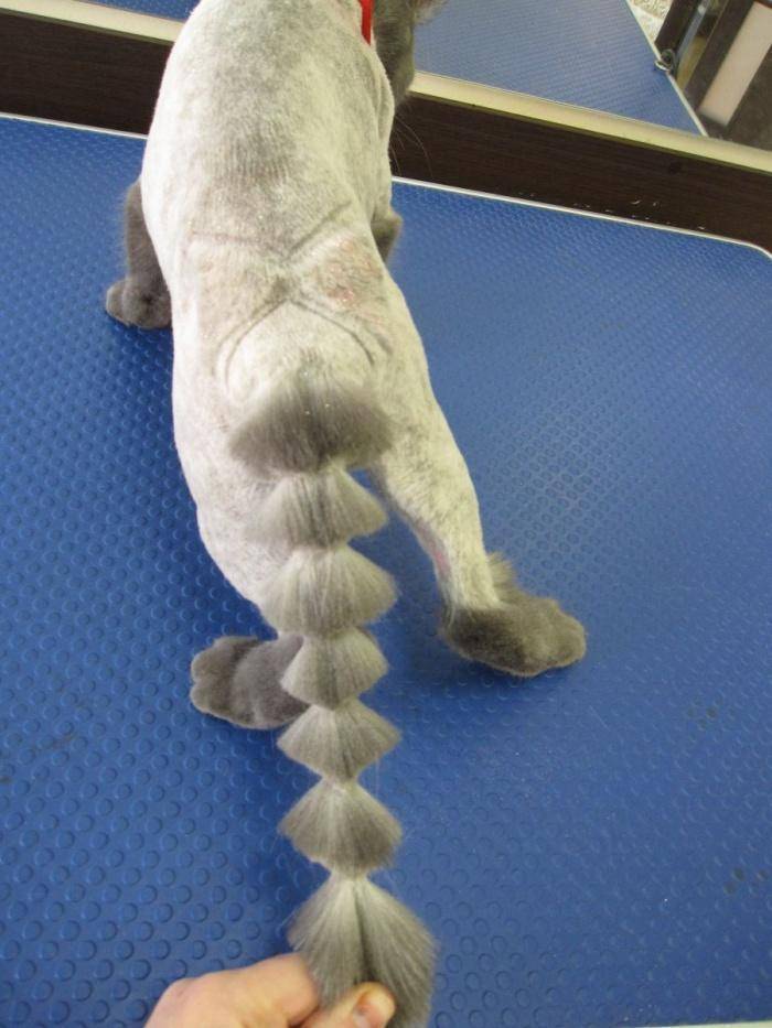 Как подстричь у собаки под хвостом