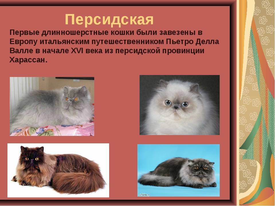 Какие бывают породы кошек: фото с названиями