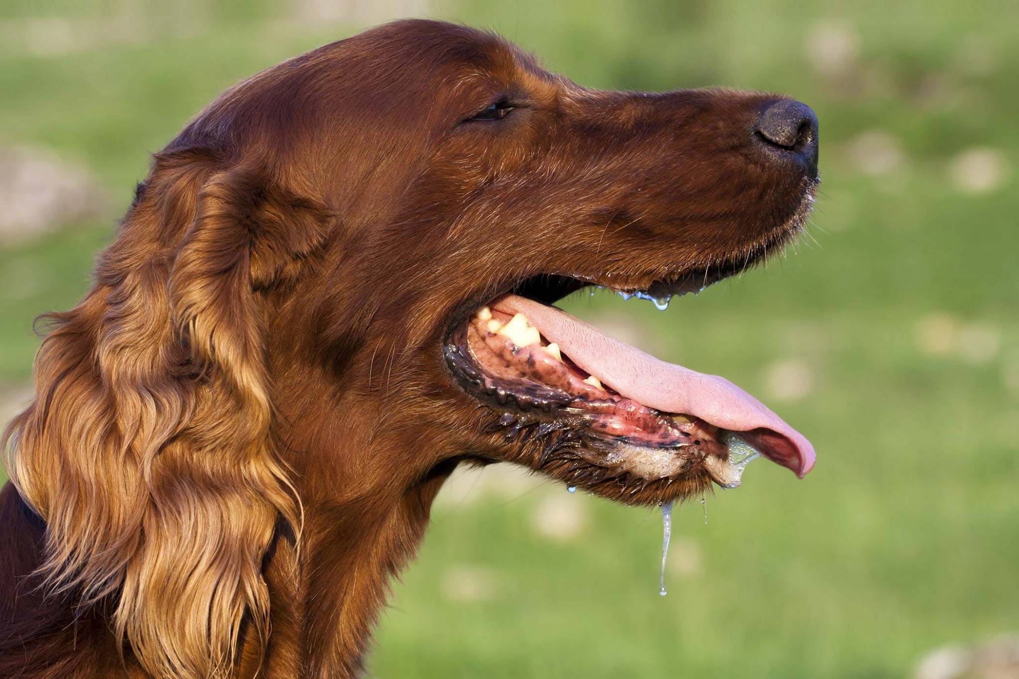 Почему собака часто дышит: вероятные причины тяжёлого дыхания