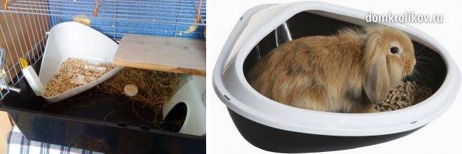 Организация туалета для кролика: приучение к лотку